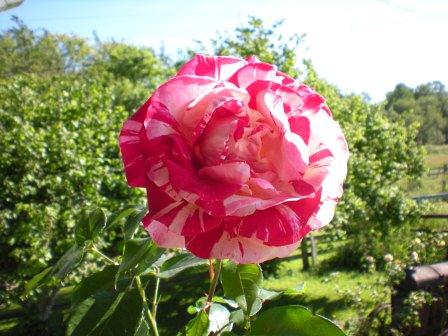 RocknRoll Rose